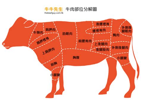 牛肉位置|用牛肉部位圖一次懂牛肉部位口感及料理方式 !